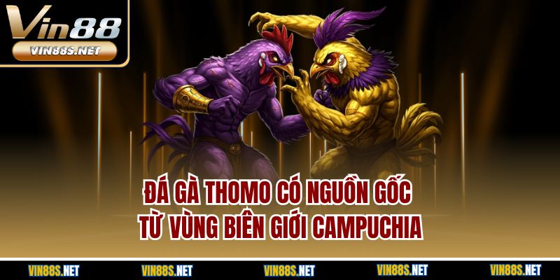 Đá gà thomo có nguồn gốc từ vùng biên giới Campuchia