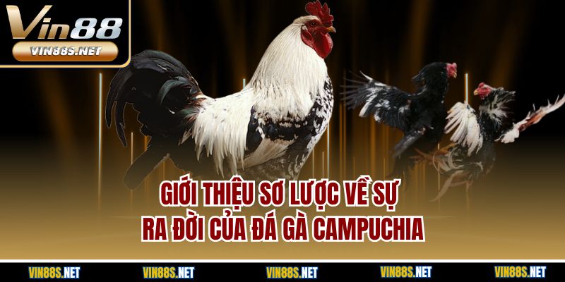 Giới thiệu sơ lược về sự ra đời của đá gà Campuchia