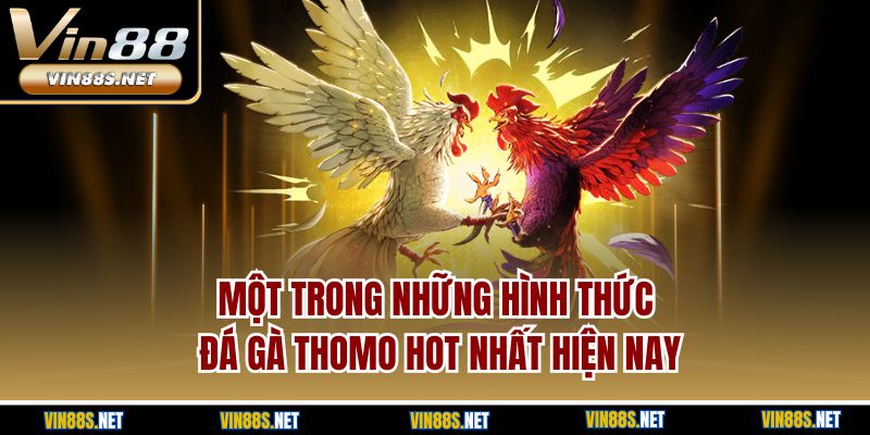 Một trong những hình thức đá gà thomo hot nhất hiện nay