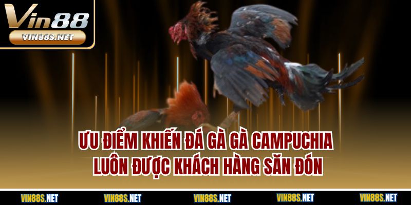 Ưu điểm khiến đá gà gà Campuchia luôn được khách hàng săn đón
